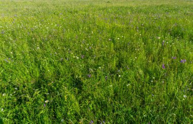 arka plan - bir yaz çayırında çimen ve çiçekler