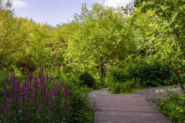 Ahşap kaldırım ve çatallı yollar Mor çiçeklerle dolu bir parkta