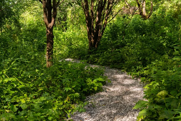 gravel path in summer park with willows