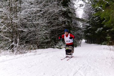 disabled athlete skier on a forest ski track at regional competi clipart