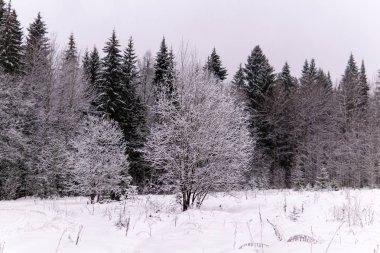 Kardan sonra kasvetli kış manzarası