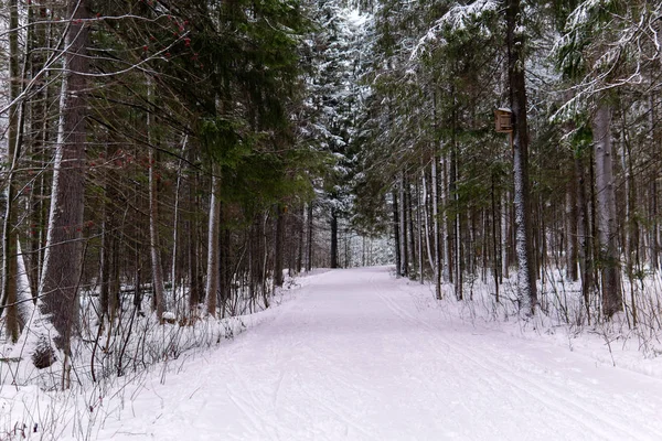 Лыжня в снежном зимнем лесу — стоковое фото