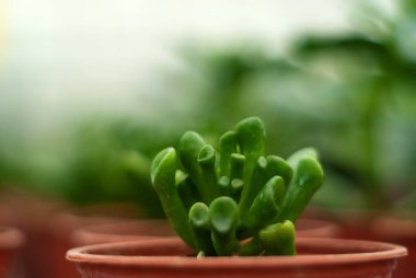 Succulent crassula ovata hobbit yakın çekim ile kap