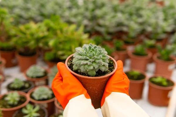 Manos de jardinero sosteniendo una olla de suculenta echeveria — Foto de Stock