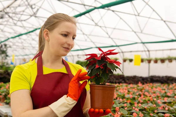 Woman gardener in a greenhouse with houseplants — Stock Photo, Image