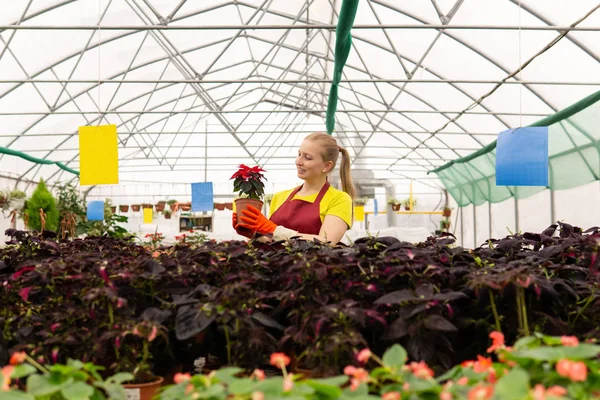 Florista mujer en un invernadero con plantas de interior — Foto de Stock