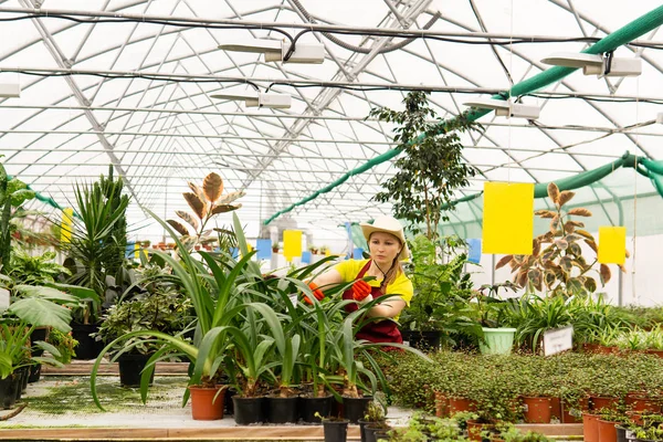 Florista femenina que cuida las plantas de interior en un invernadero — Foto de Stock