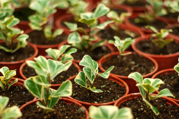 Macetas con brotes de plantas de interior Ficus triangularis — Foto de Stock