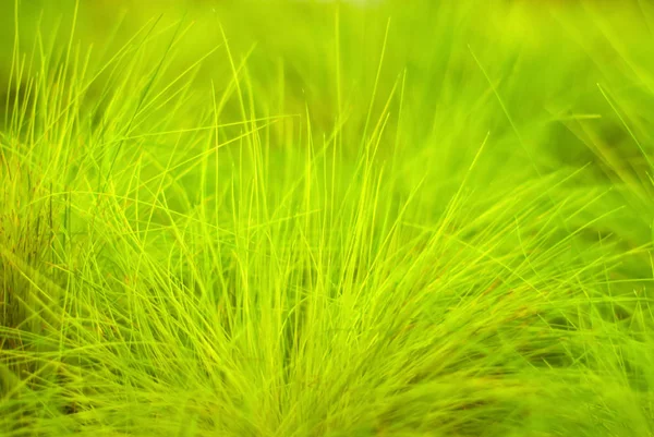 Fondo borroso verde con hierba — Foto de Stock