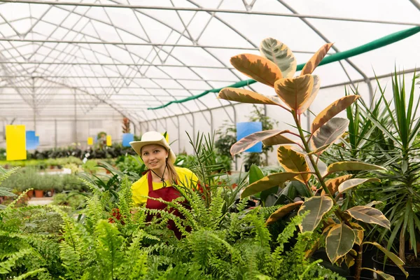 Молодая женщина садовница в оранжерее с комнатными растениями — стоковое фото