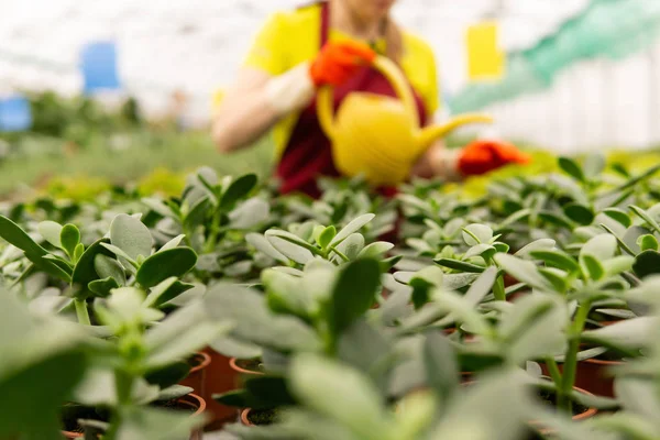 Brotes de plantas en un primer plano invernadero con un jardinero borroso en — Foto de Stock