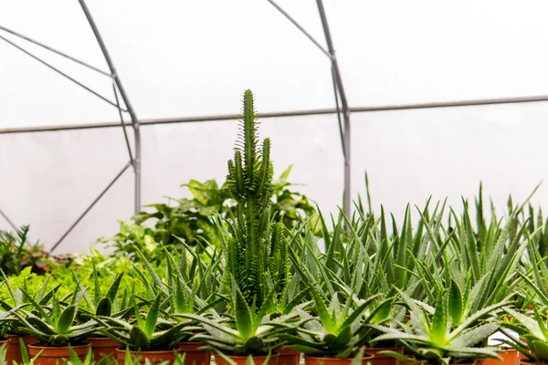 Varias plantas tropicales de interior en el invernadero — Foto de Stock