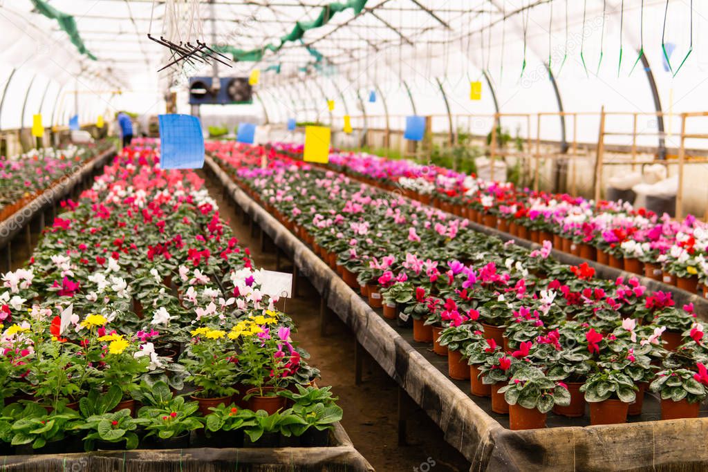 blurred interior of an industrial greenhouse with flowers