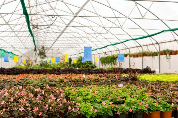 Invernadero interior con flores de interior — Foto de Stock