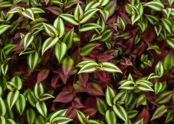 Latar belakang flora alami dari daun warna-warni dari zeb tradescantia — Stok Foto