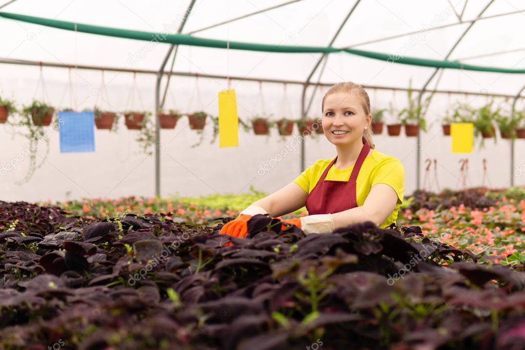 female florist caring for houseplants in a greenhouse