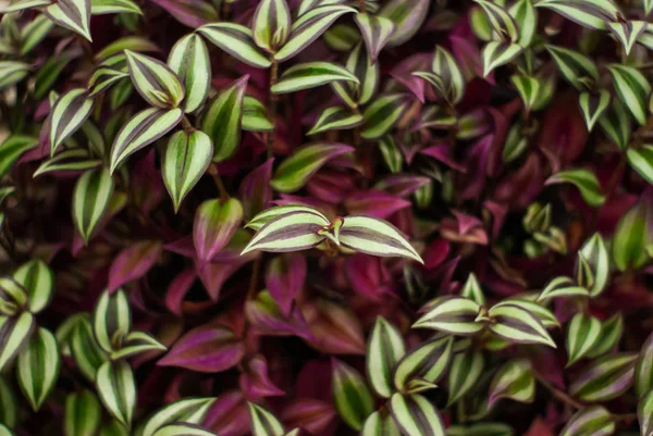 트라데칸 티아 제 브의 다채 로운 잎들로 이루어진 천연 꽃들의 배경 — 스톡 사진