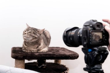 Stüdyodaki kedi fotoğrafının çekilmesini istemiyor.