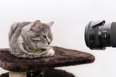Kedi fotoğrafının çekilmesine izin veriyor.