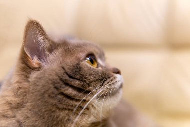 Yakın plan kedi yüzü yukarı bakıyor.