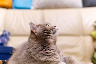 Yakın plan kedi yüzü yukarı bakıyor.