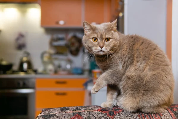 Шотландский прямой кот оповещение, прерывая стирку — стоковое фото