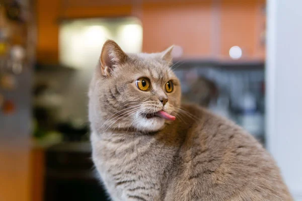 Escocés recta gato palos fuera lengua — Foto de Stock