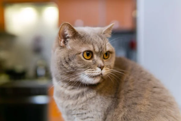 Escocés recta gato primer plano — Foto de Stock