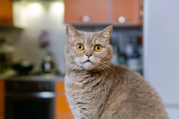 Retrato de gato hetero escocés — Foto de Stock