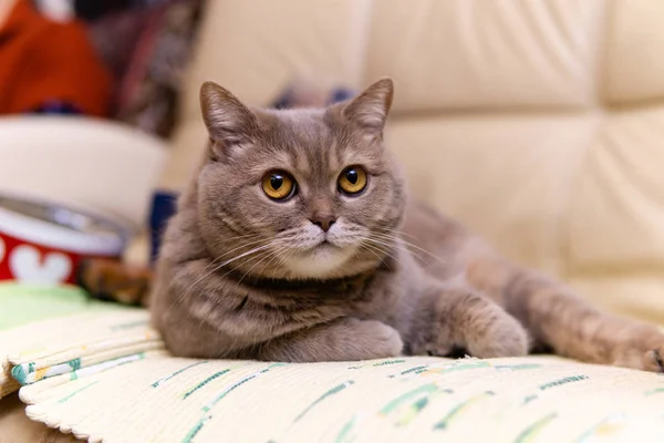 Escocés recta gato miente calmadamente de cerca — Foto de Stock