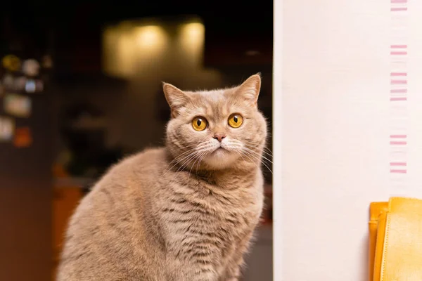 Escocés recta gato mira en perplejidad — Foto de Stock