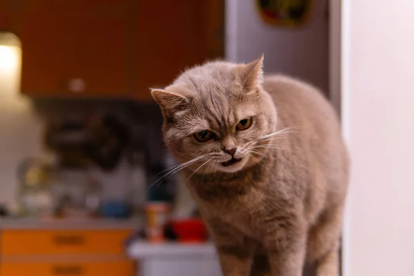 Écossais chat droit avec expression mécontente — Photo