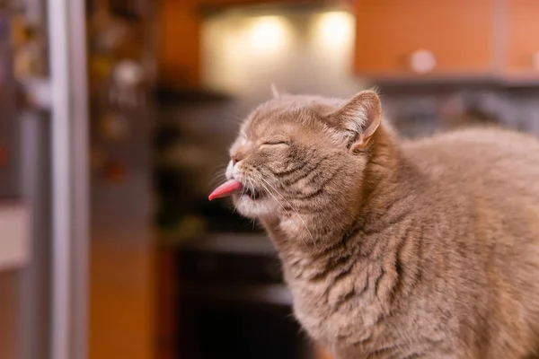 Escocés recta gato muestra lengua entrecerrando los ojos — Foto de Stock
