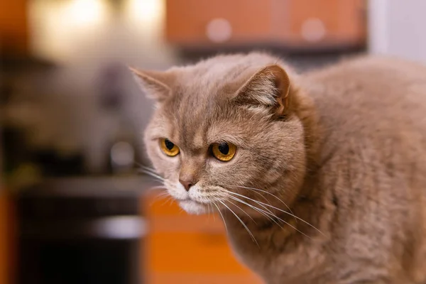 Skotska raka katt tittar noga bort — Stockfoto