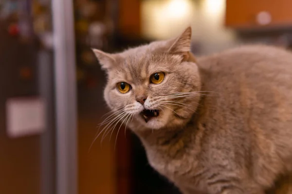 Gato hetero escocés maúlla con una expresión disgustada en su — Foto de Stock