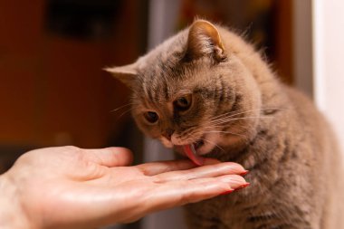 İskoç heteroseksüel kedi parmaklarındaki tıbbi macunu yalıyor. 