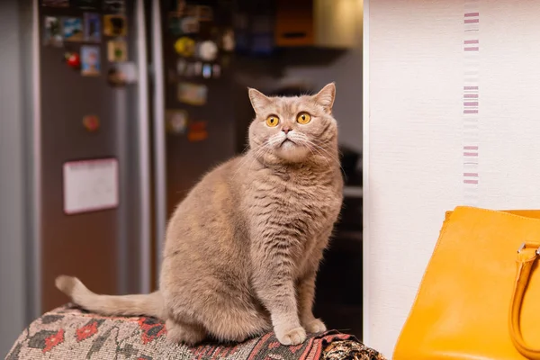 内陸部のスコティッシュ・ストレート・キャット — ストック写真