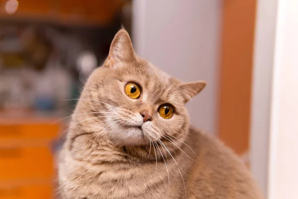 Escocés recta gato mira pensativamente en el espacio — Foto de Stock