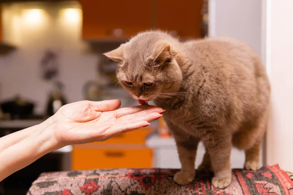 スコットランドのストレート猫は指から薬味ペーストをクリックします — ストック写真