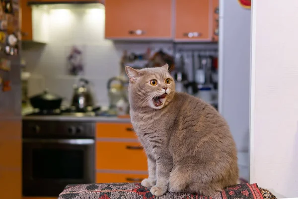 Scottish straight cat meows sitting on the back of a chair in th — Stock Photo, Image