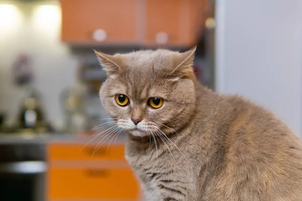 Szkocki tak kot jakoś wygląda smutny — Zdjęcie stockowe