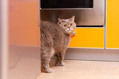 Kedi buzdolabının arkasında ne yapıyor??