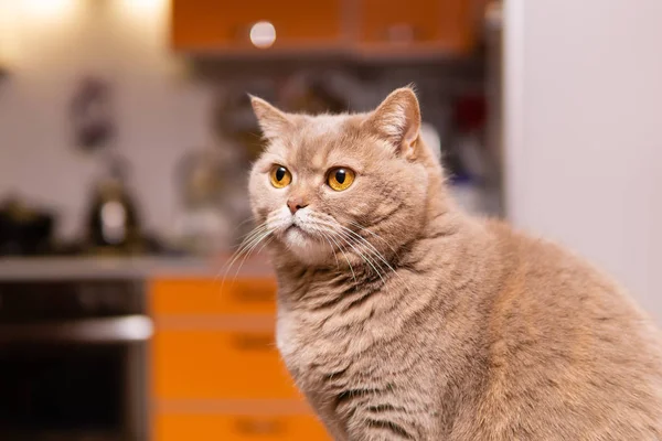 Schots rechte kat close-up tegen een wazig interieur — Stockfoto
