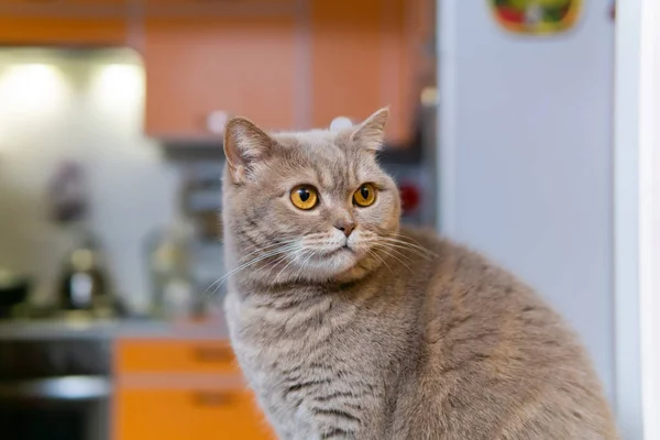 Skotsk rak katt närbild mot en suddig interiör — Stockfoto