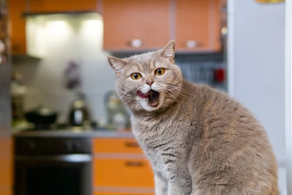 Skotska raka katten slickar munnen full efter att ha ätit — Stockfoto