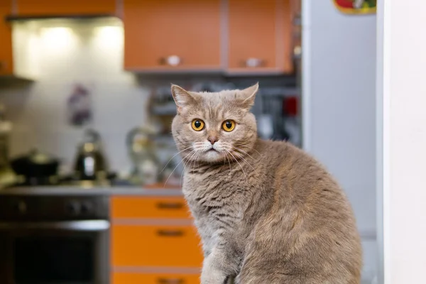 Escocés recta gato primer plano contra un borroso interior — Foto de Stock