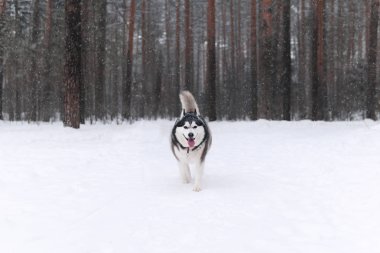 Güzel Alaska Malamute köpeği kış ormanında