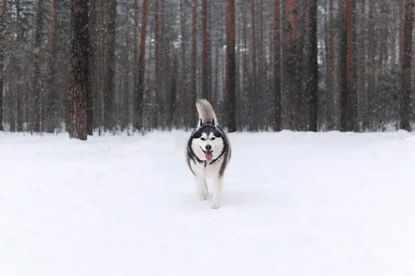 Beautiful alaskan malamute dog in the winter forest — Stock Photo, Image