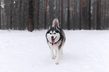 Güzel Alaska Malamute köpeği kış ormanında