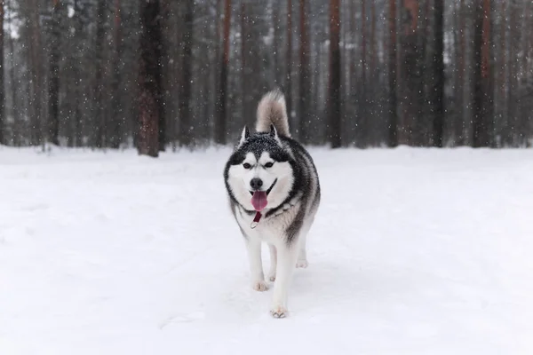 Beautiful alaskan malamute dog in the winter forest — 스톡 사진